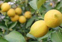 Limon ve elmanın ihracı kayda bağlandı