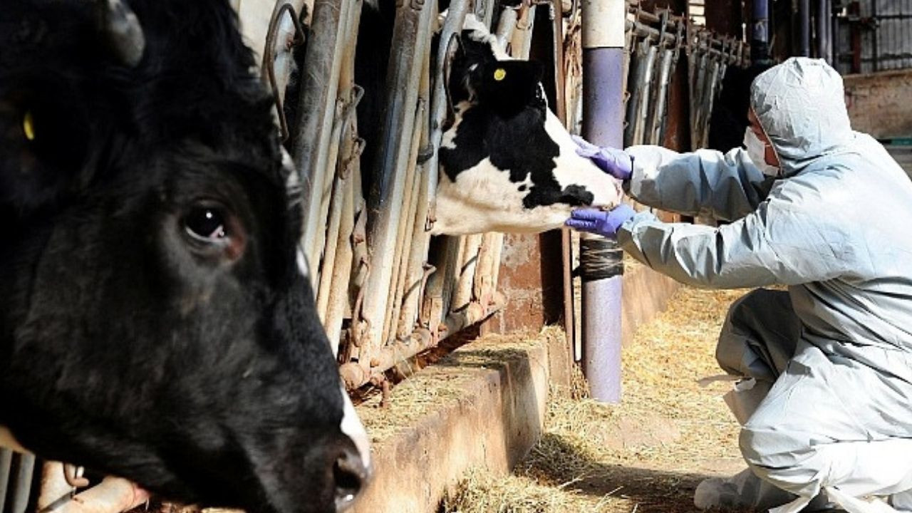 Şap mücadelesi sürüyor! 14 ilde daha hayvan pazarları açıldı Şap mücadelesi sürüyor! 14 ilde daha hayvan pazarları açıldı