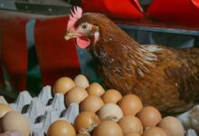 Tavuk yumurtası üretimi yüzde 9,7 azaldı