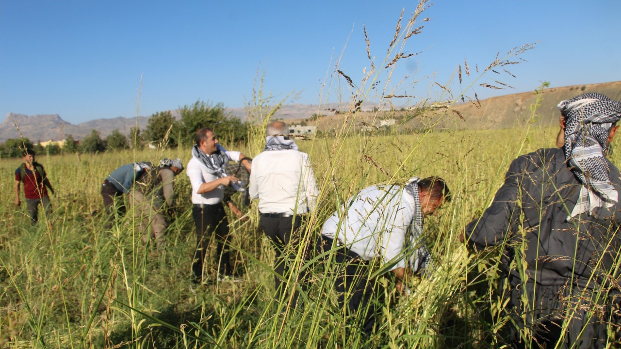 2 hafta kurutup, dövüyorlar! Hedef 300 ton…