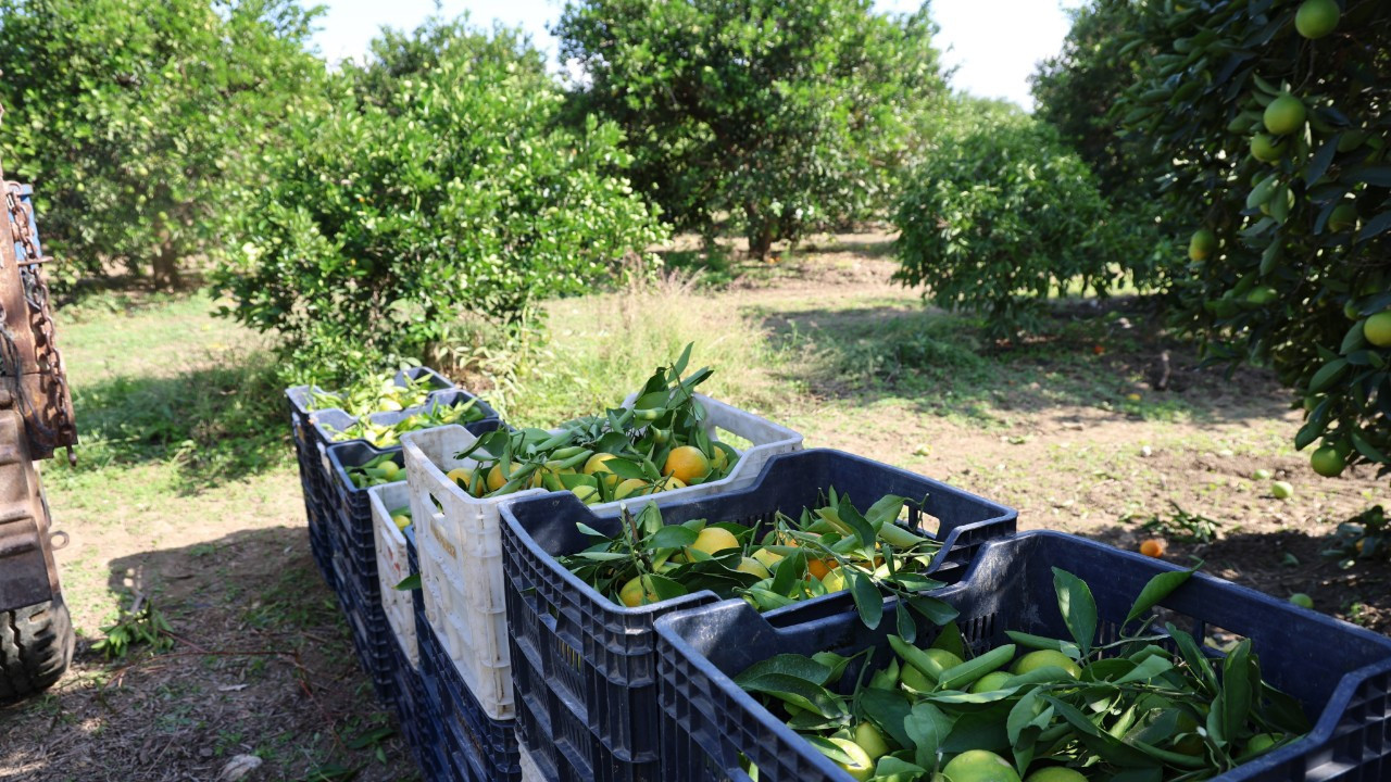 Bahçede fiyatı yarı yarıya düştü!