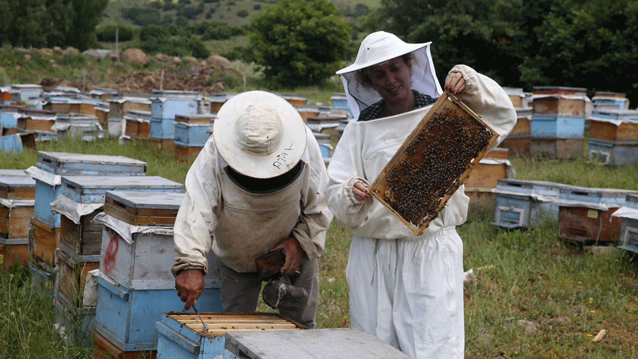 500 kovanla başladı, devlet desteğiyle 60 ton bal üretecek 500 kovanla başladı, devlet desteğiyle 60 ton bal üretecek