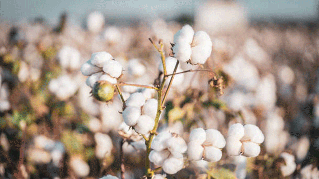 Bereketli topraklarda pamuk hasadı başladı