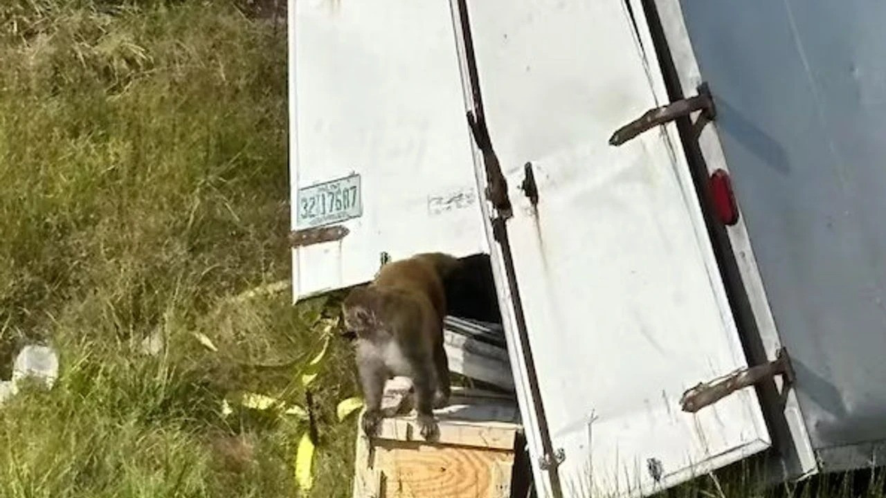 Deney maymunlarını taşıyan kamyon kaza yaptı: Maymunlar kaçtı, virüs paniği başladı