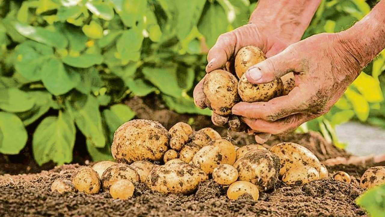 Ağrılı patates üreticileri dekar başına 4 ton civarında verim bekliyor Ağrılı patates üreticileri dekar başına 4 ton civarında verim bekliyor