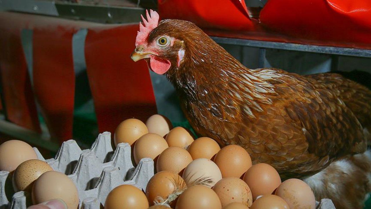 Yumurta üretimi yıllık yüzde 7,1 azaldı