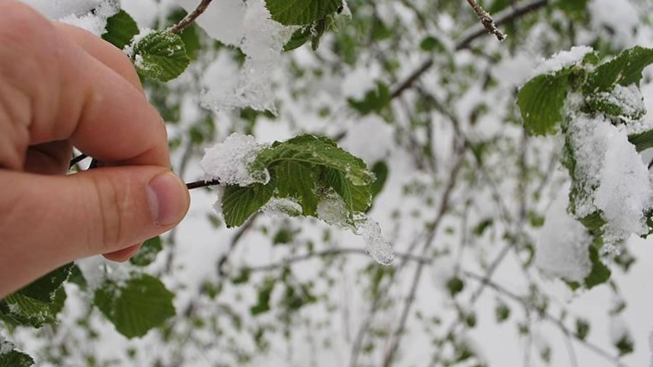 Meteoroloji’den üreticilere “zirai don” uyarısı: Riskli illeri açıkladı