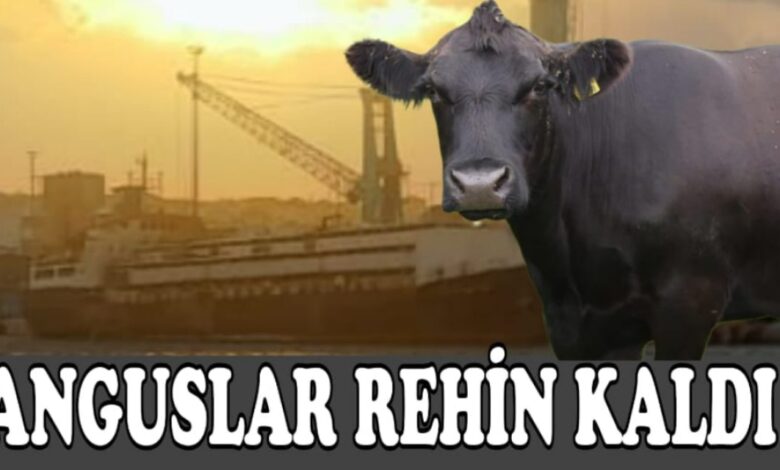 Bandırma Limanı’nda İthalat Sorunu: 2000 Angus Hayvanı
