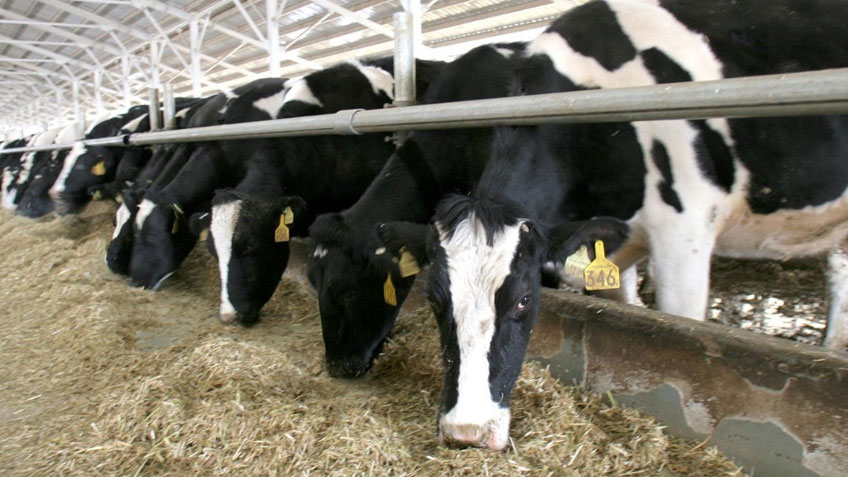 Hayvancılık desteklerine düzenleme