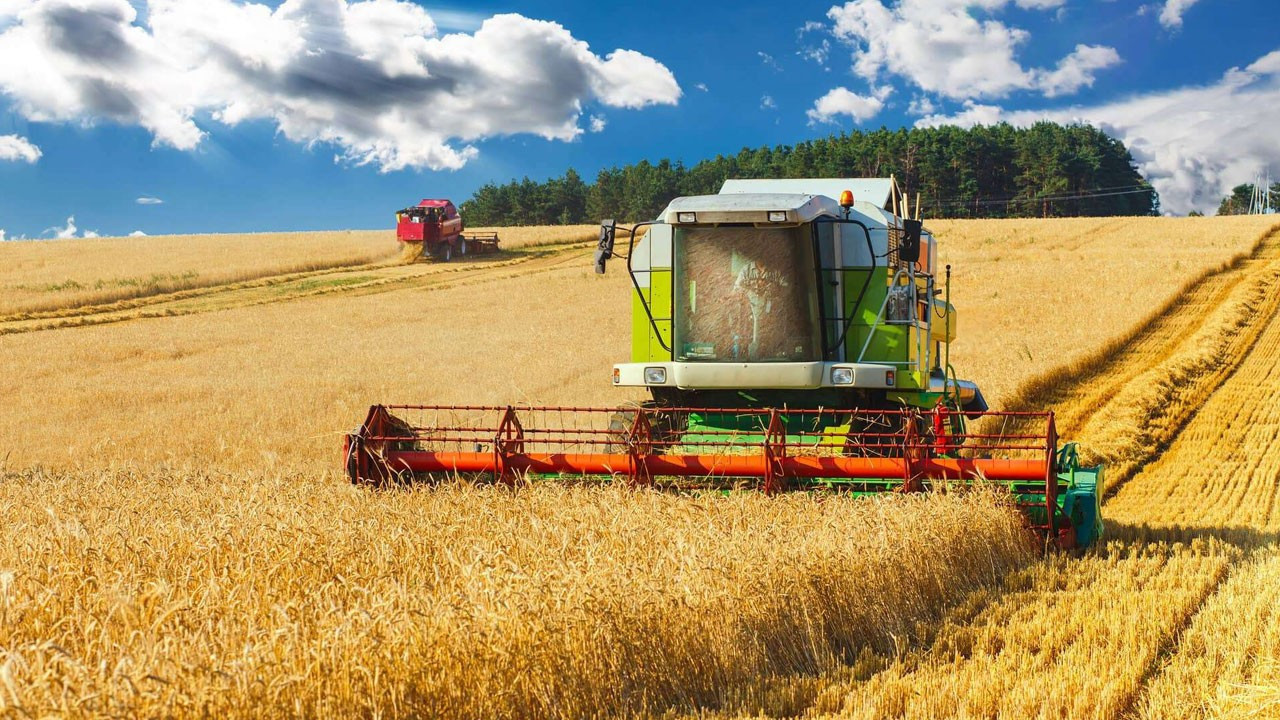 TİGEM, İhaleyle 2 Bin Ton Buğday Satışı Gerçekleştirecek