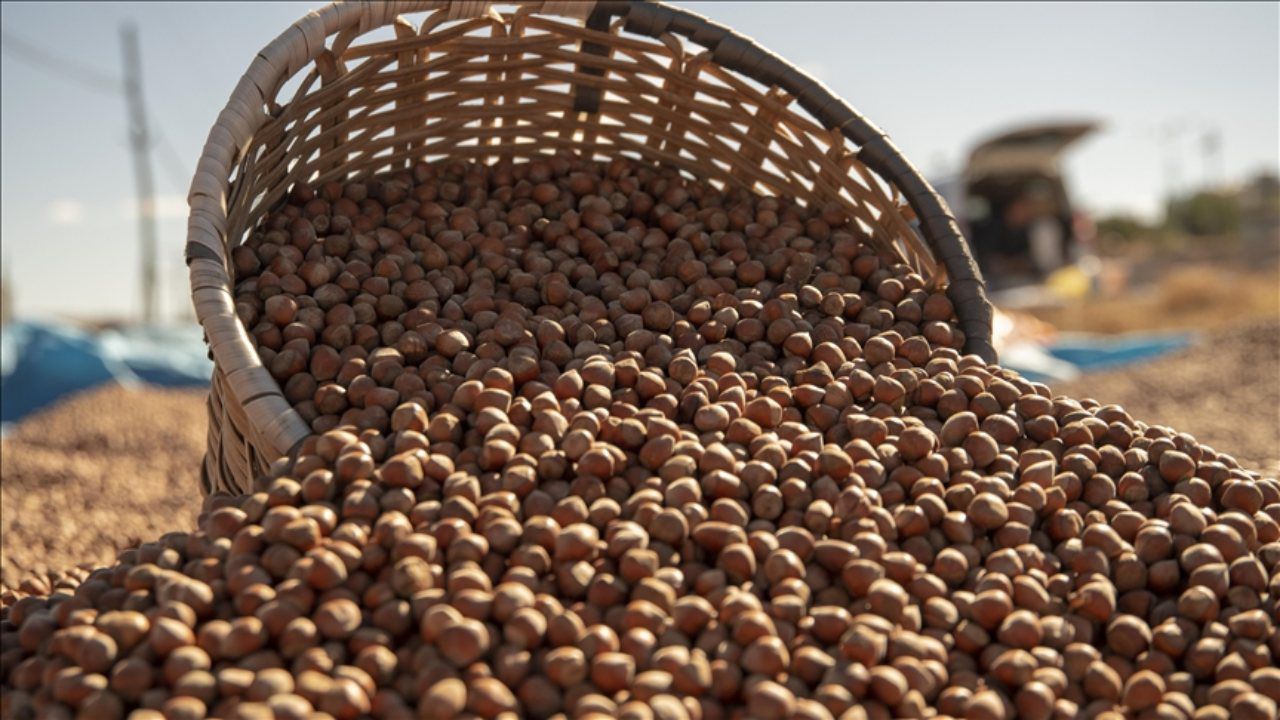 Ferrero’ya 2025 için 30 bin ton fındık alım zorunluluğu