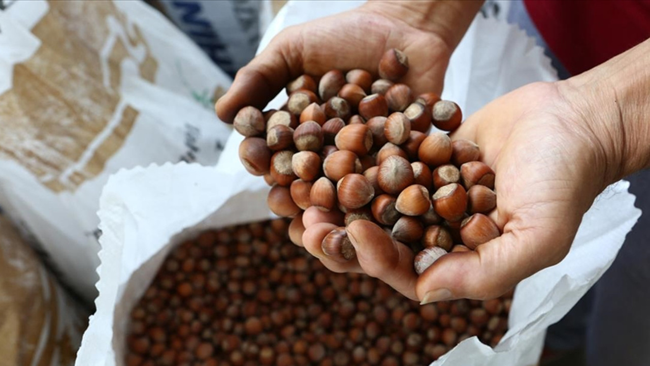 Fındık İhracatında Eylül Ayında Yüzde 56 Düşüş