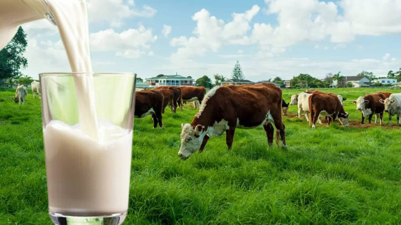 Trump’ın Gümrük Vergileri İsviçre Süt Endüstrisini Etkiliyor