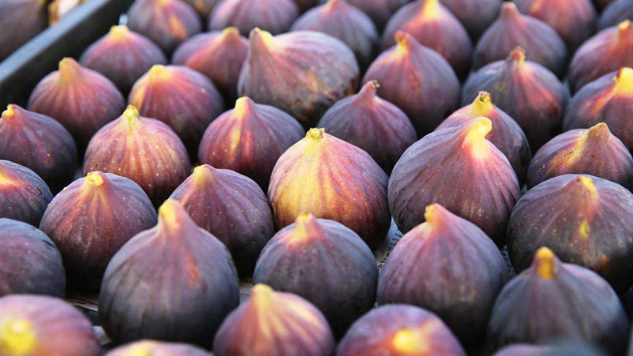 Bursa Siyah İnciri İhracatında Zorluklar Artıyor